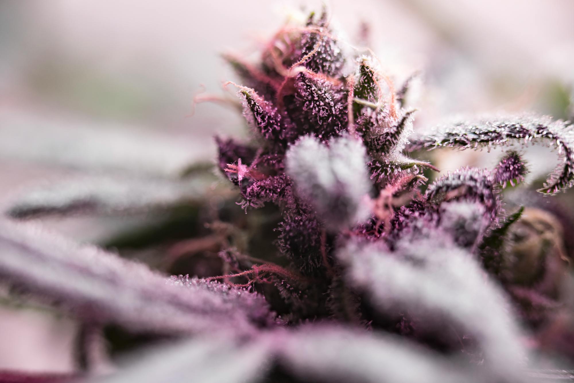 Premium cannabis seeds at Pacific Seed Bank Canada