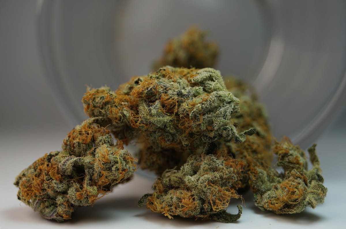 Macro view of cannabis bud with orange hairs and trichomes