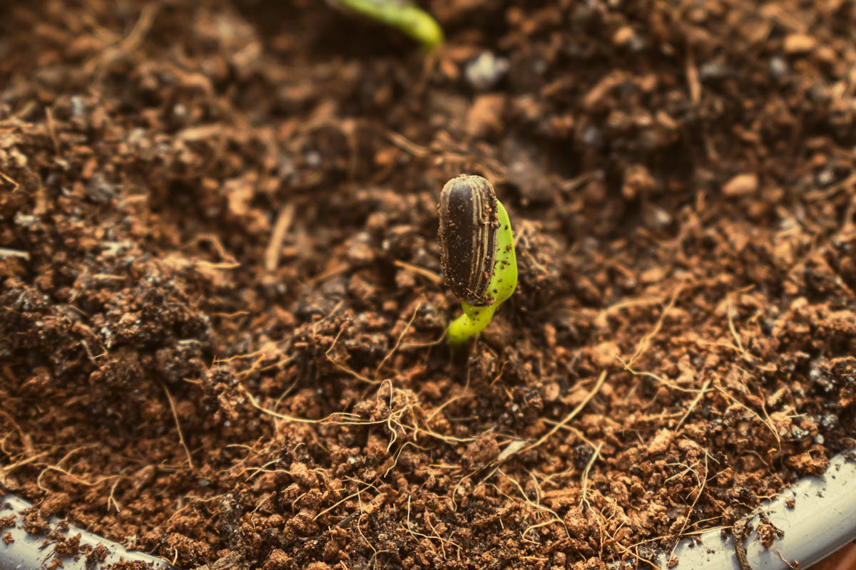 Fresh seedling sprouting from rich soil