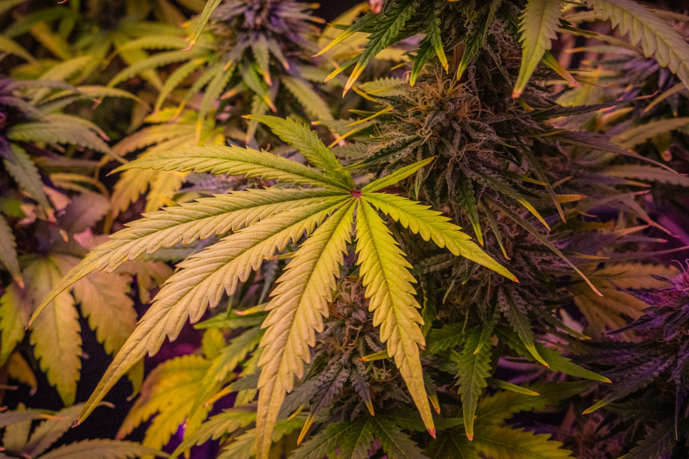 Lush green cannabis plant — premium genetics shipped Canada-wide