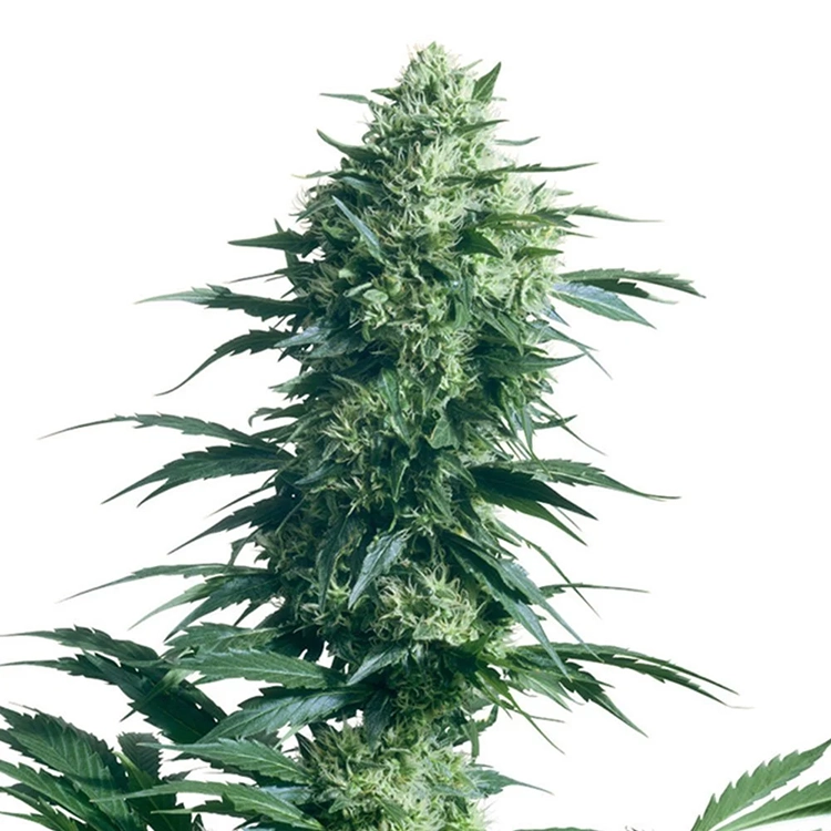 AK Auto