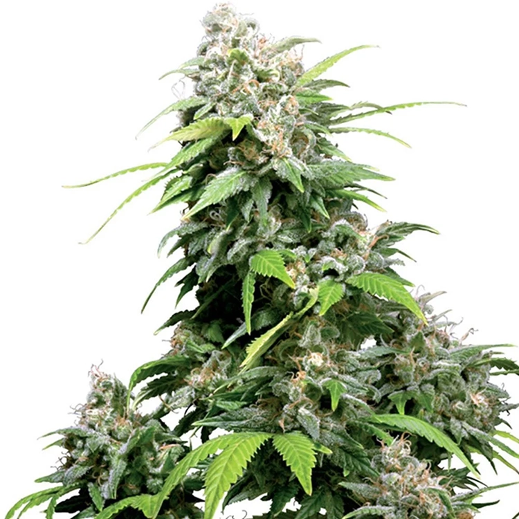 Bubble Gum Auto