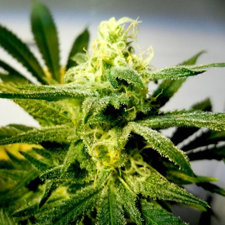 Cream Auto