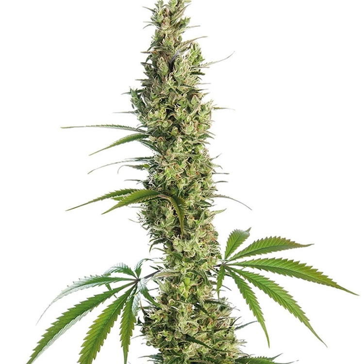 Haze XL Auto