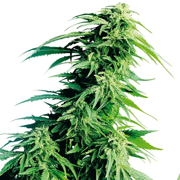 Kush XL Auto
