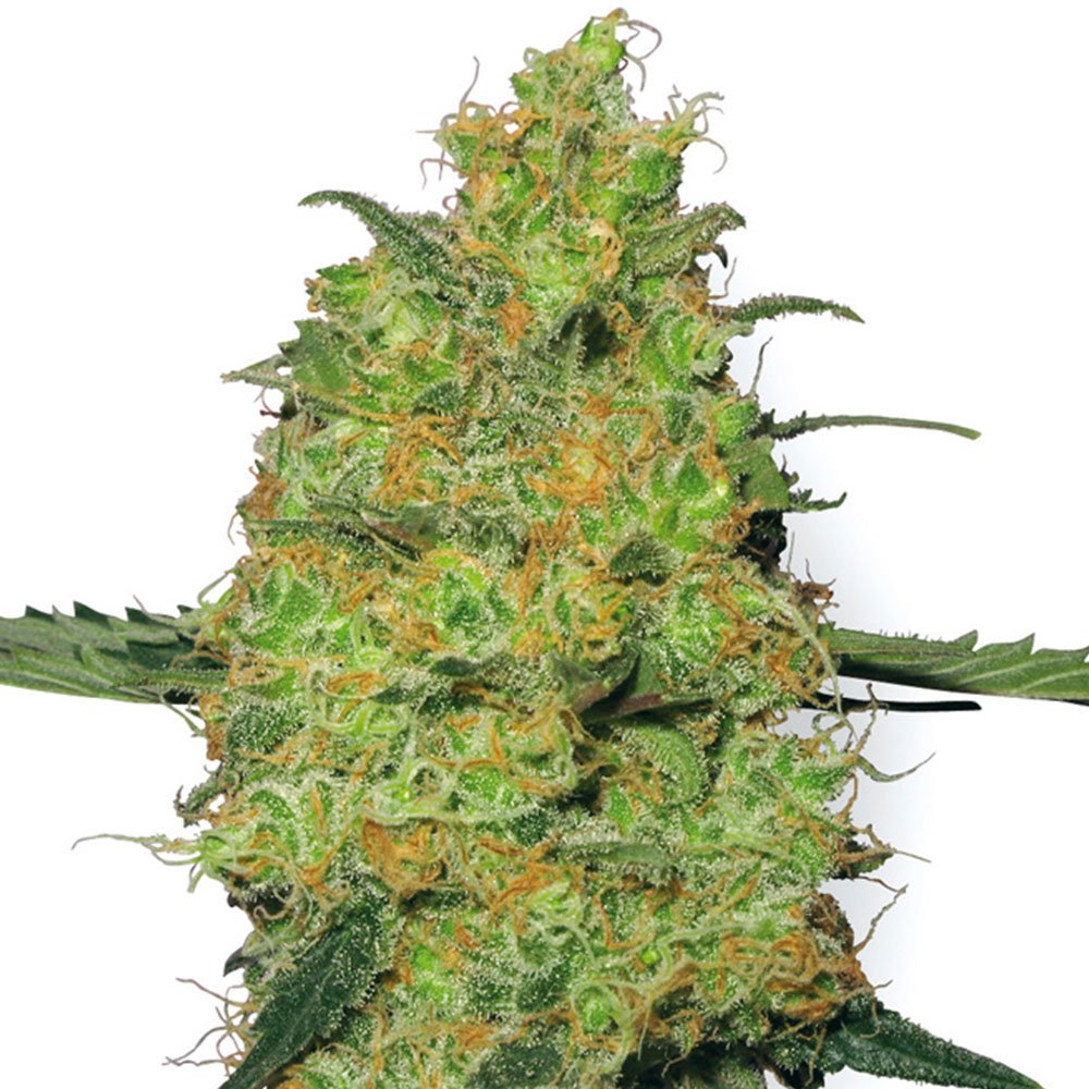 Pineapple Auto
