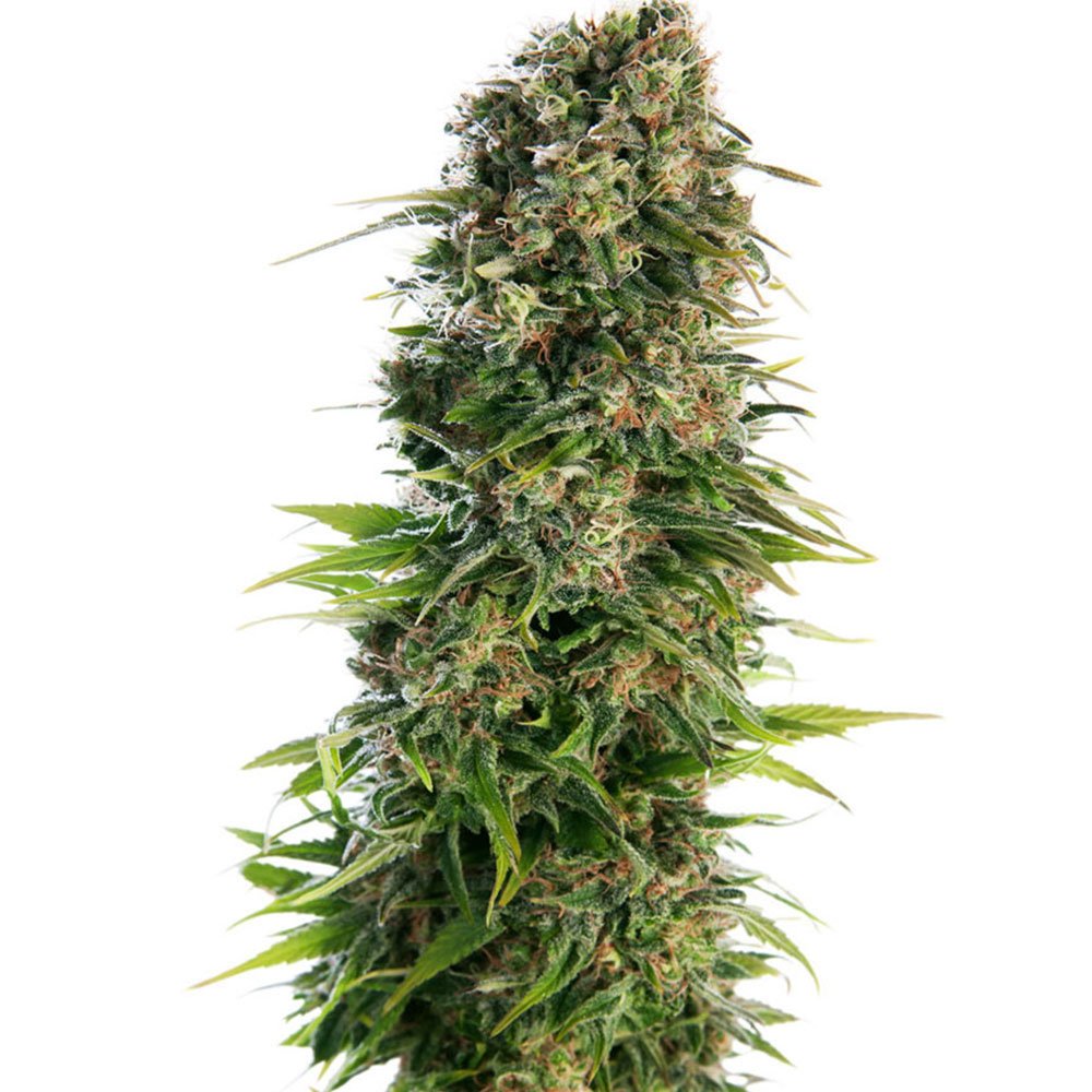 Skunk Auto