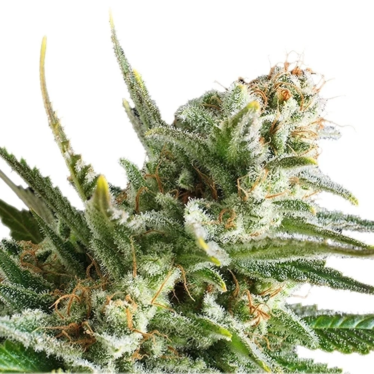 Amnesia Haze Feminized