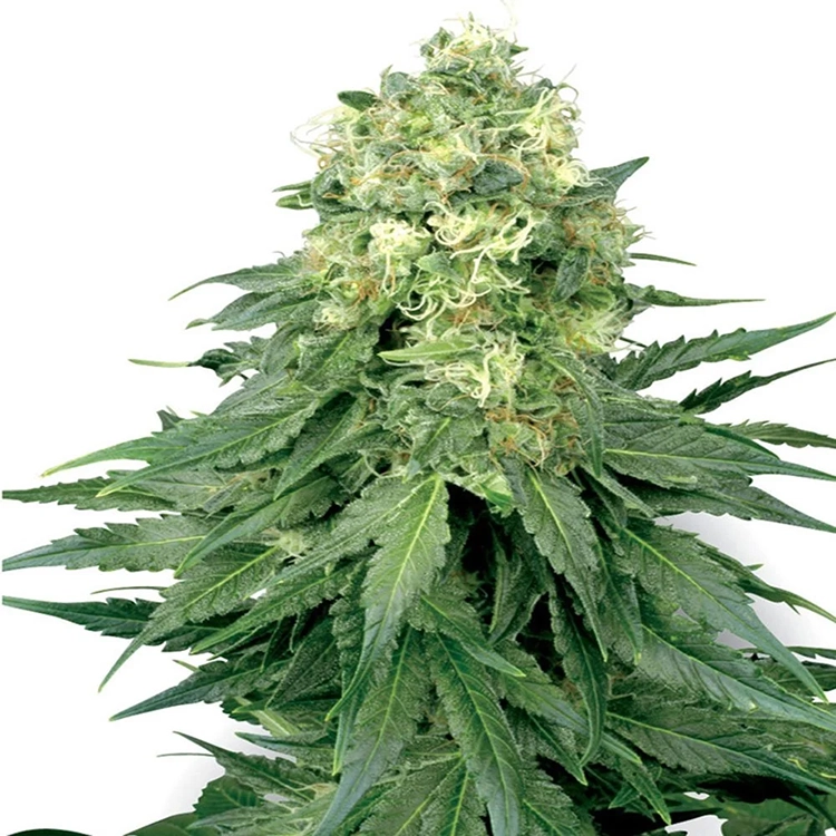 Chemdog #4 Feminized