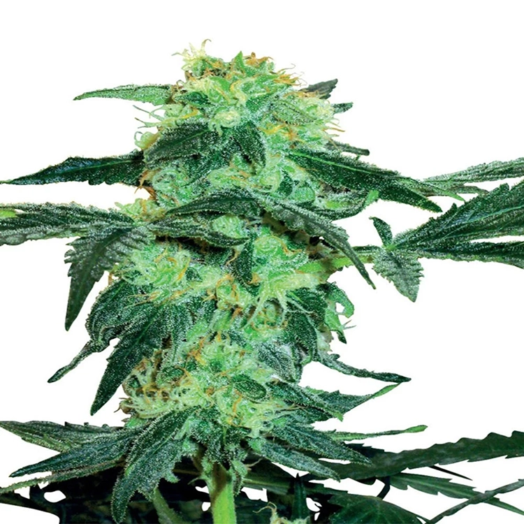 Cinderella 99 Feminized