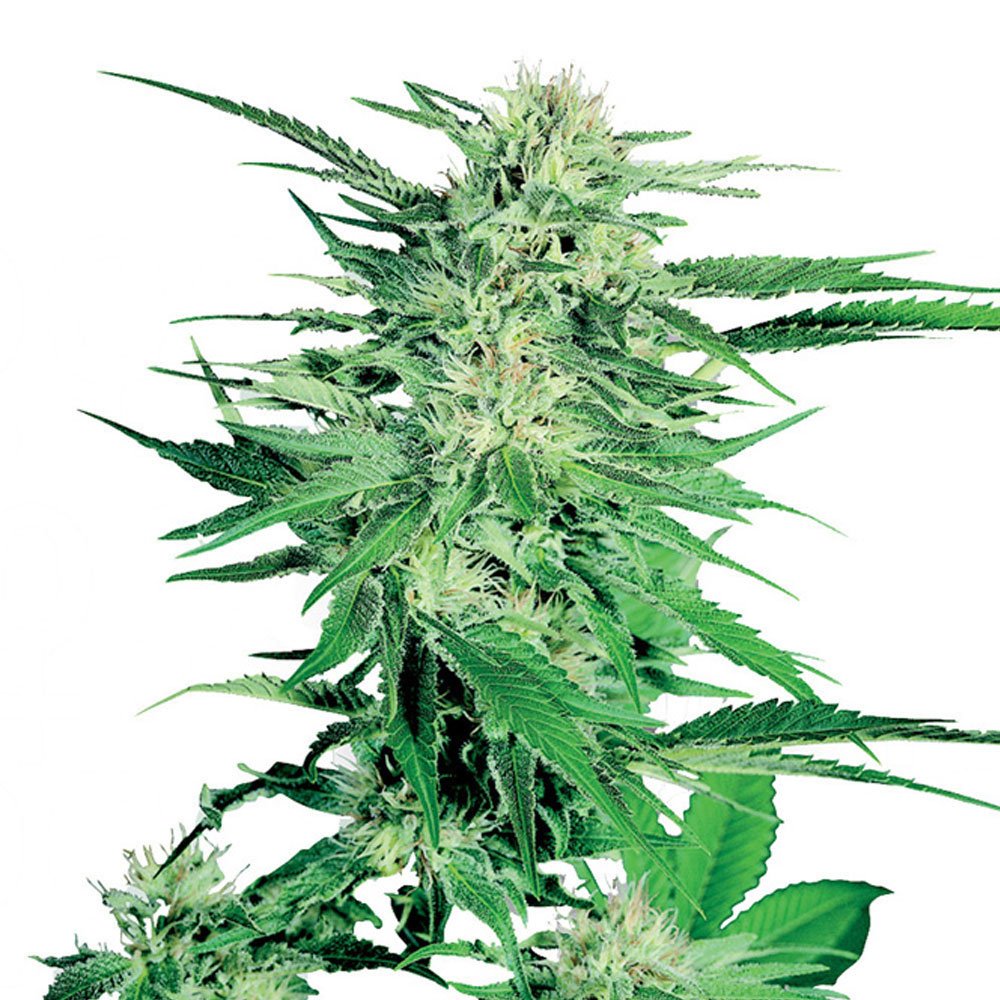 Northern Lights Auto