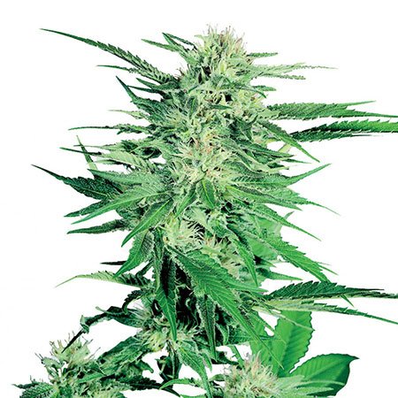 Northern Lights Feminized