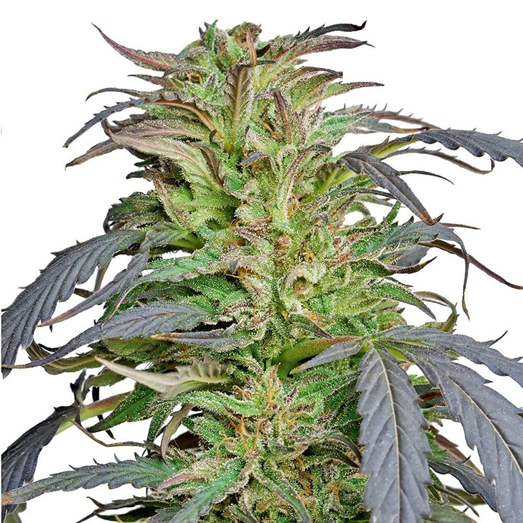 Critical Kush Feminized