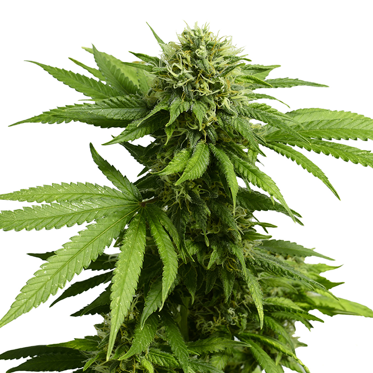 ACDC CBD Feminized