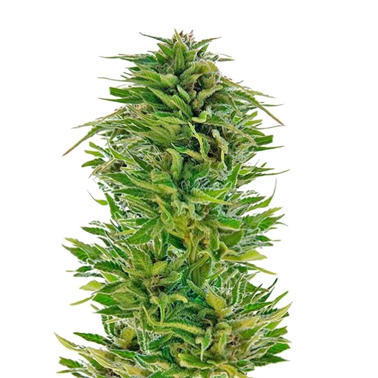 Amnesia Lemon Feminized