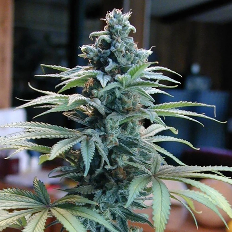Blue Cheese Feminized
