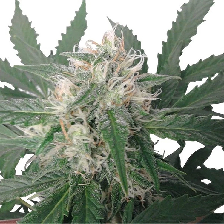 Blueberry Kush Feminized