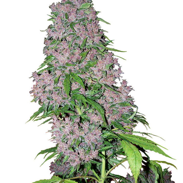Blueberry CBD Feminized