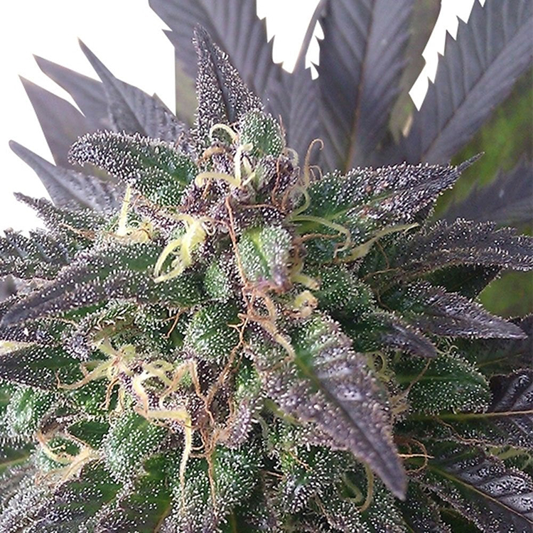 Blue Dream Feminized