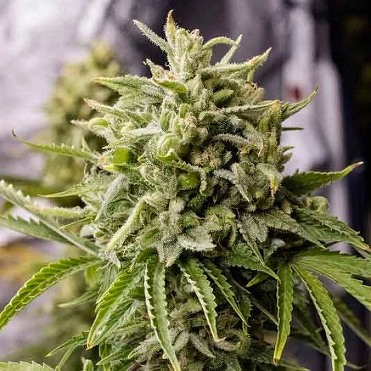 Bubba Kush Feminized