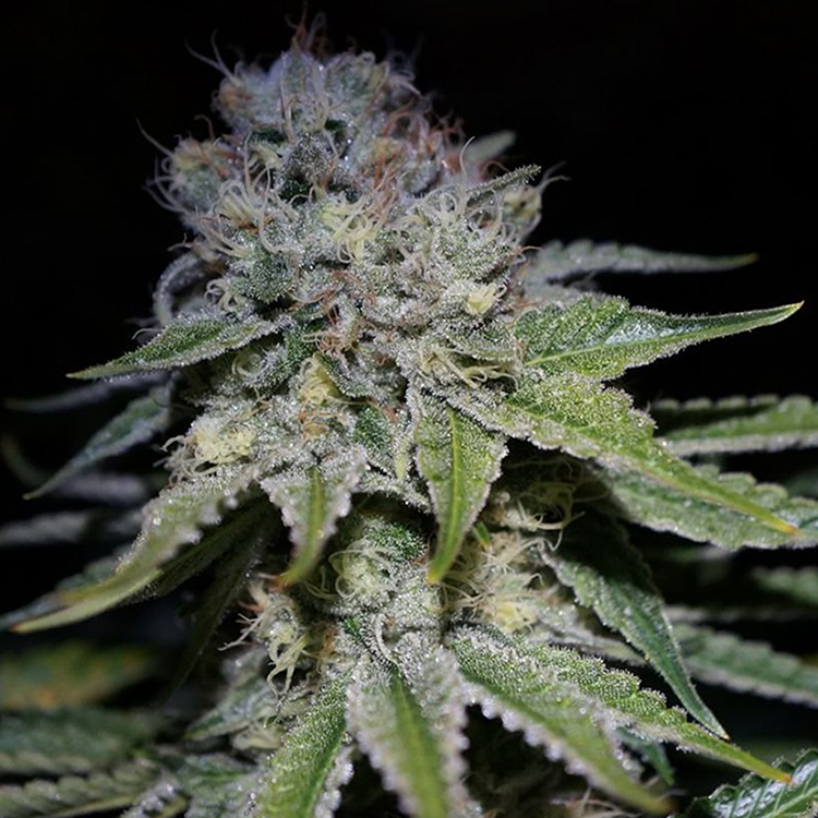 Chocolope Feminized
