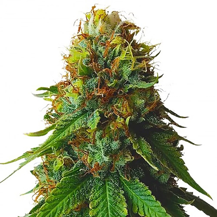 Green Crack Feminized