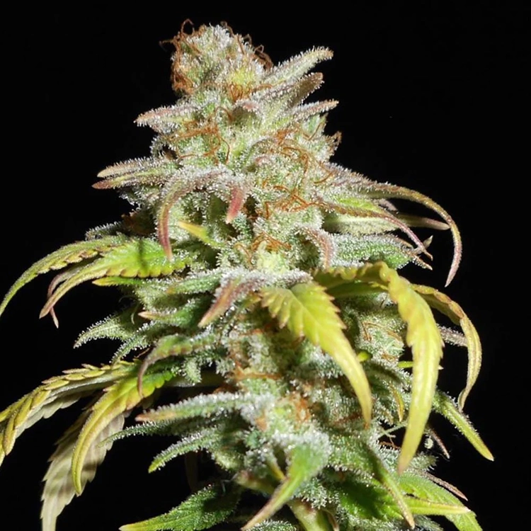 Harlequin CBD Feminized