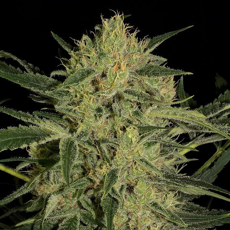 Hawaiian Dream CBD Feminized