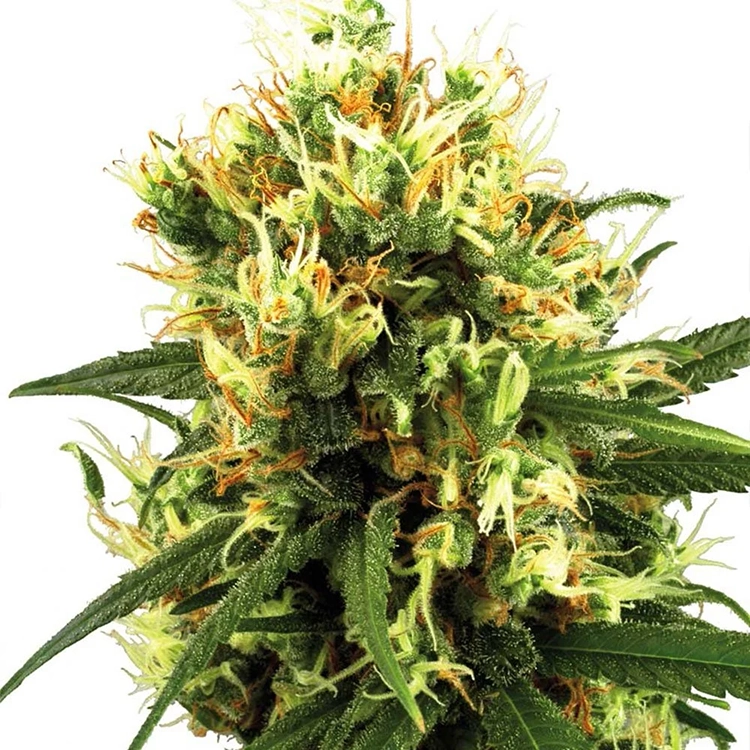 Jack Herer Feminized