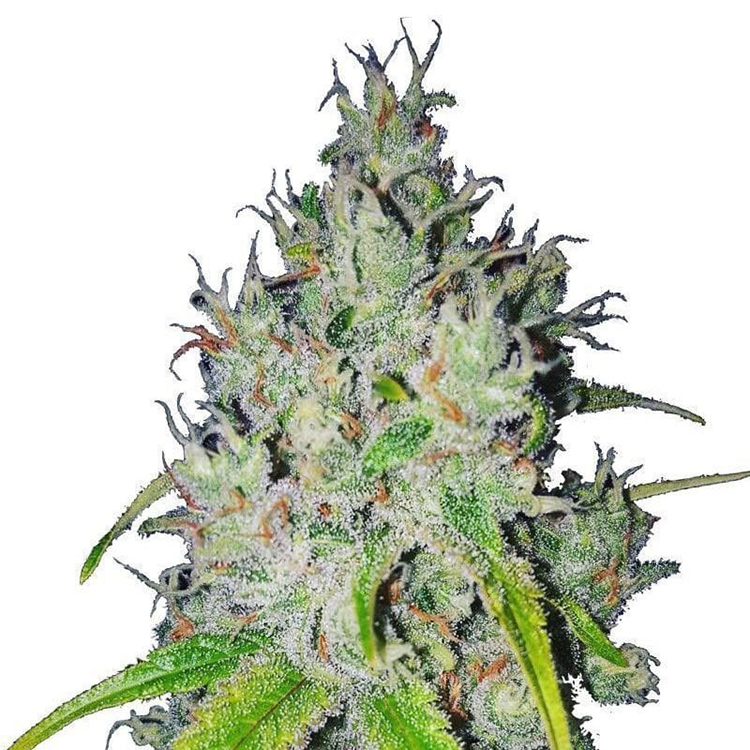 Lemon Haze CBD Feminized