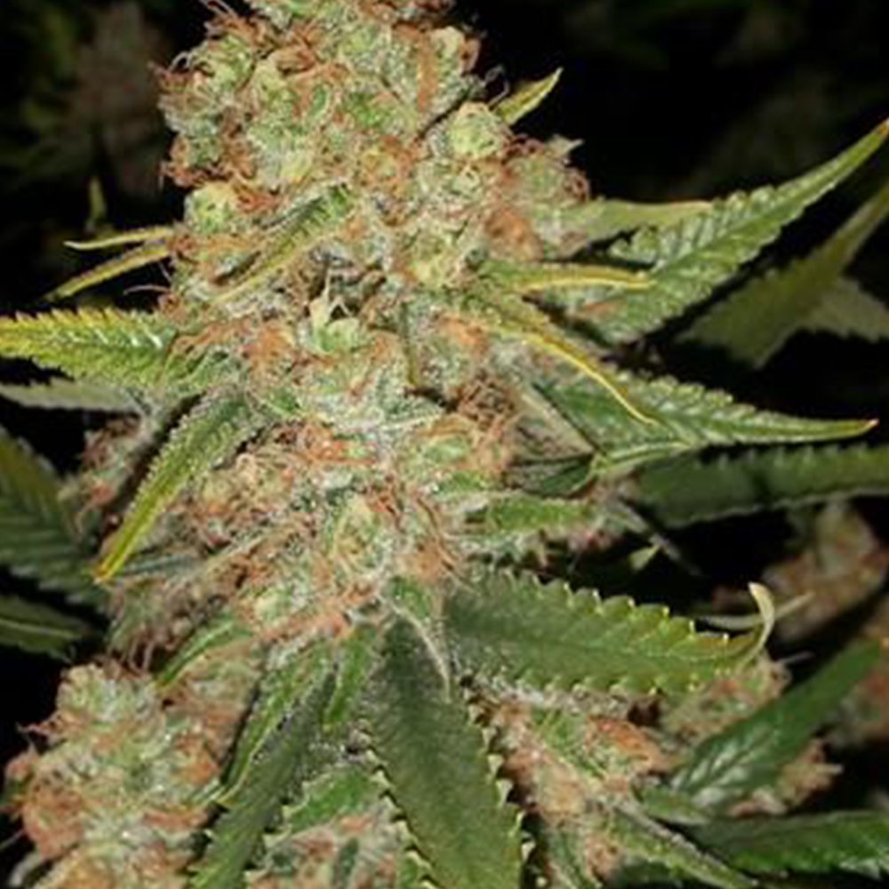 Mexican Haze Feminized