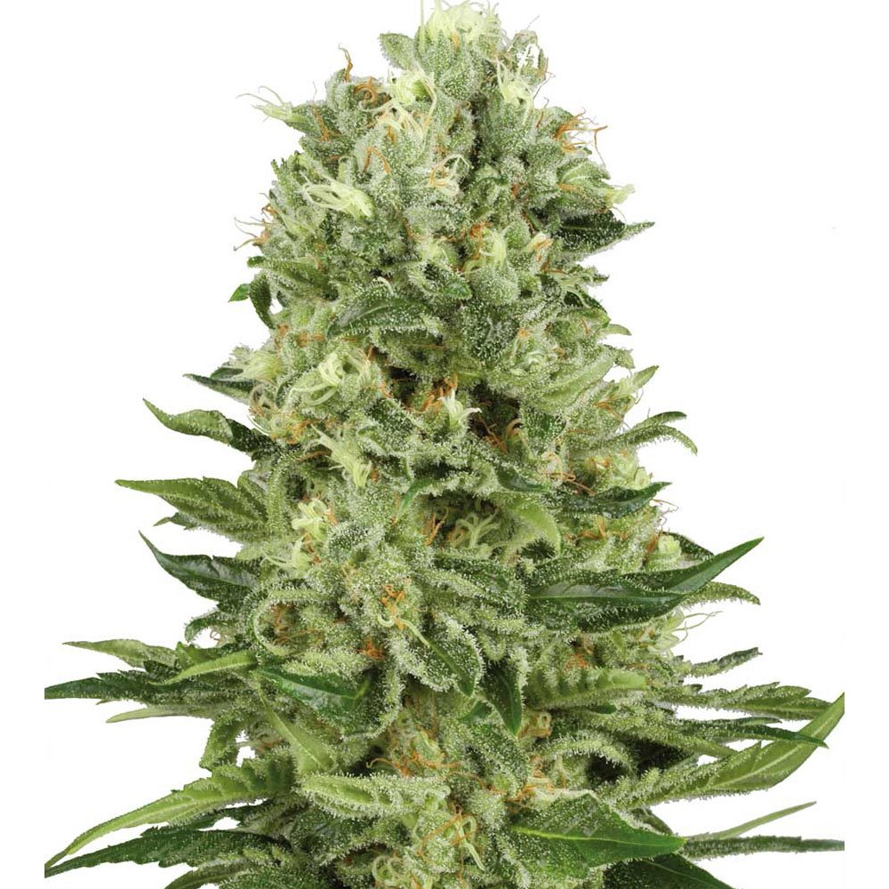 Northern Lights x Skunk Feminized