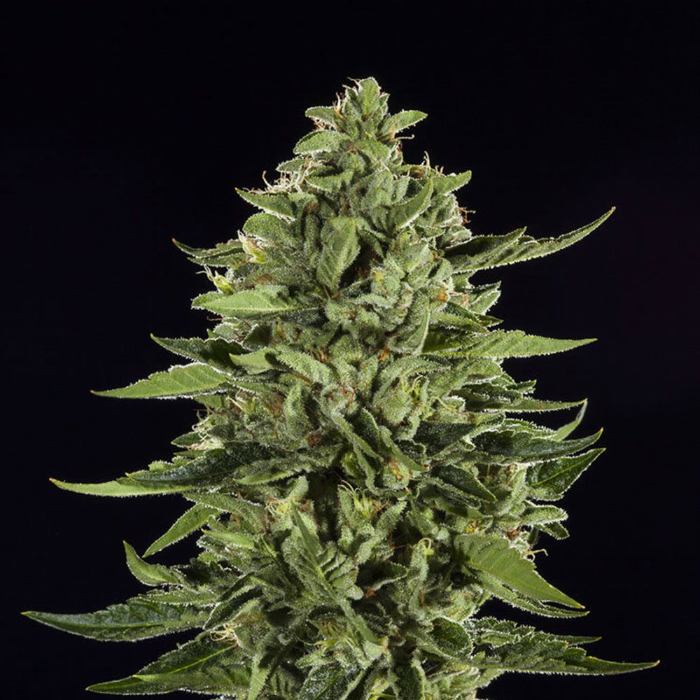 Skywalker OG Feminized