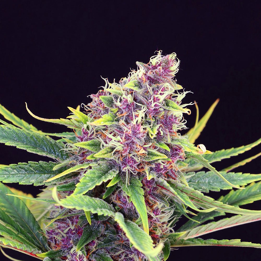 Purple Kush Feminized