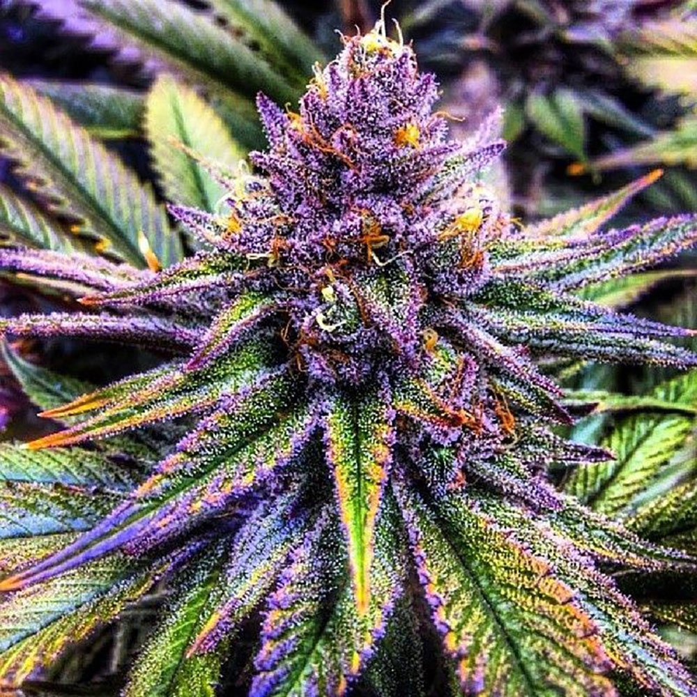 Purple Haze Feminized