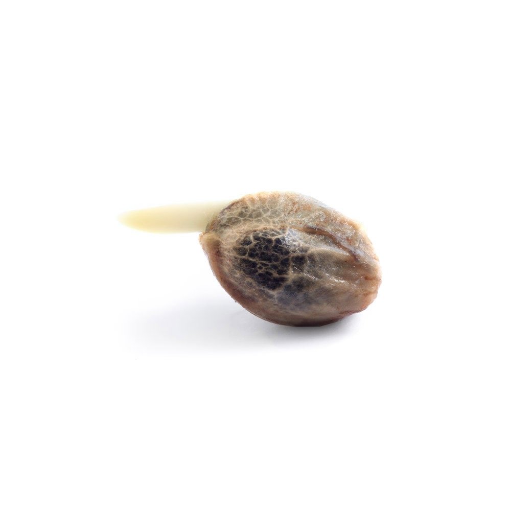 Purple Haze Feminized — gallery image 3