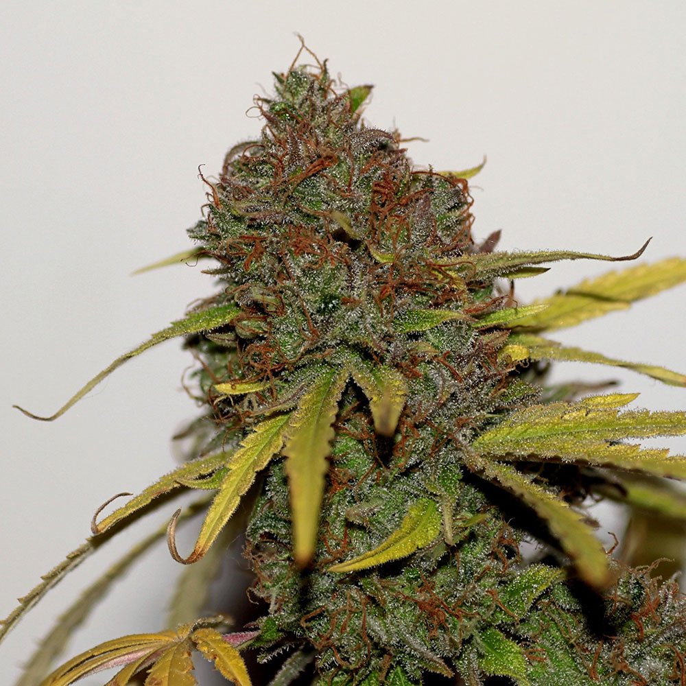 Shark CBD Feminized