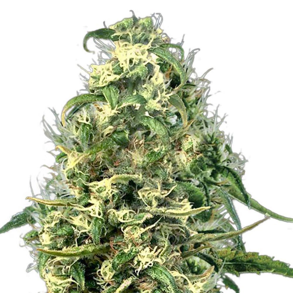 Silver Haze CBD Feminized
