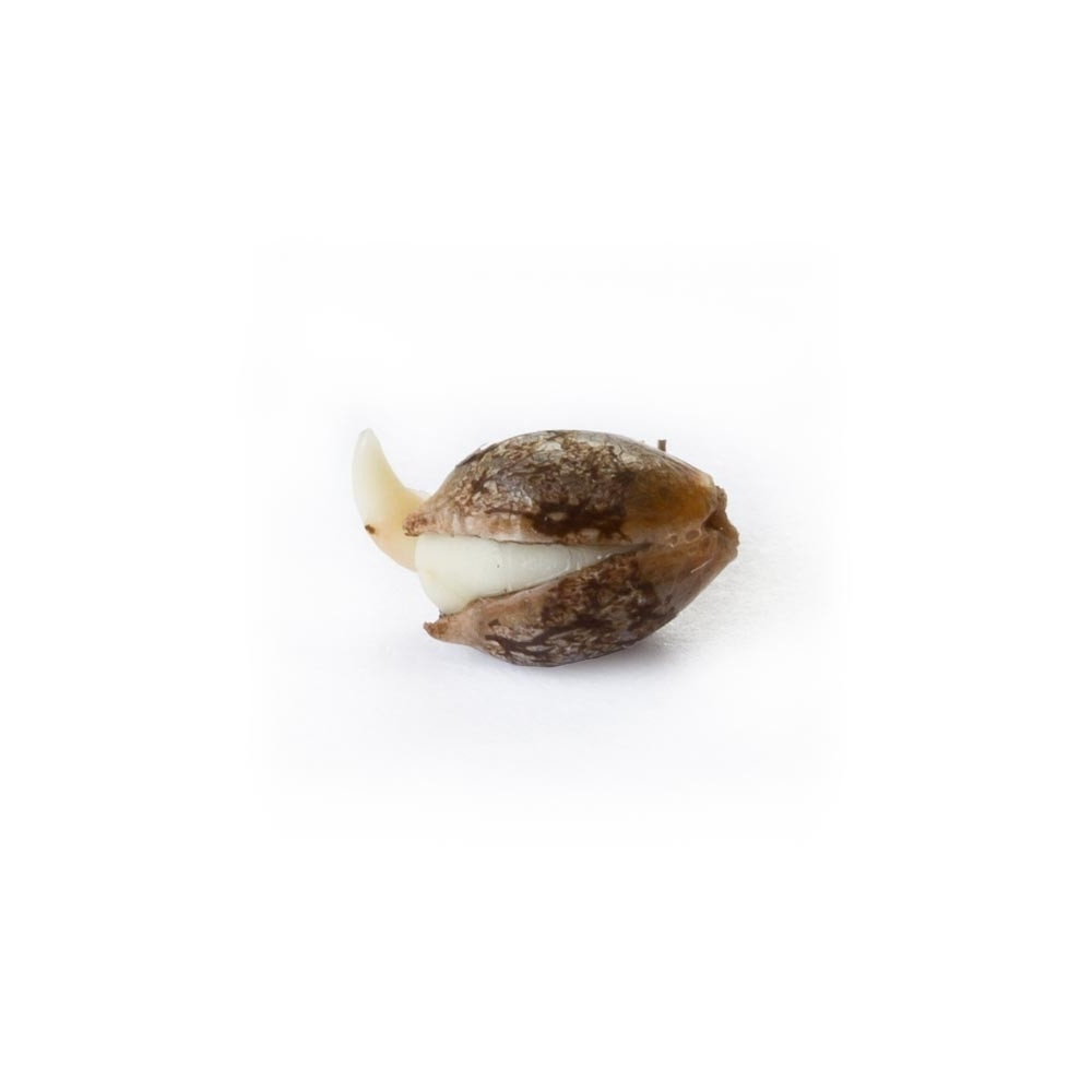 Silver Haze CBD Feminized — gallery image 3