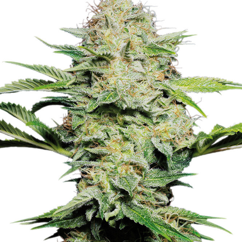 Skunk Kush Feminized