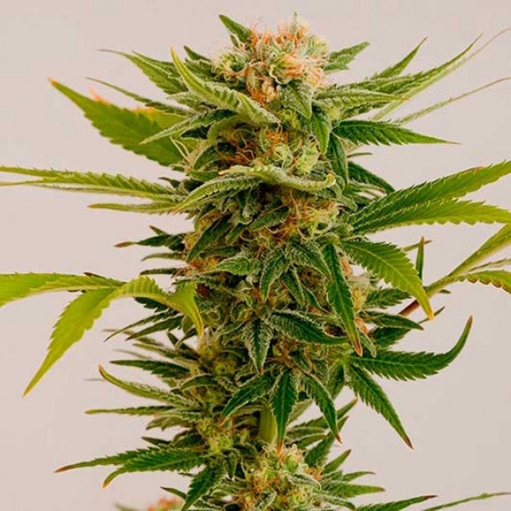 Sour Diesel Feminized