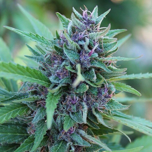 Tangie Feminized