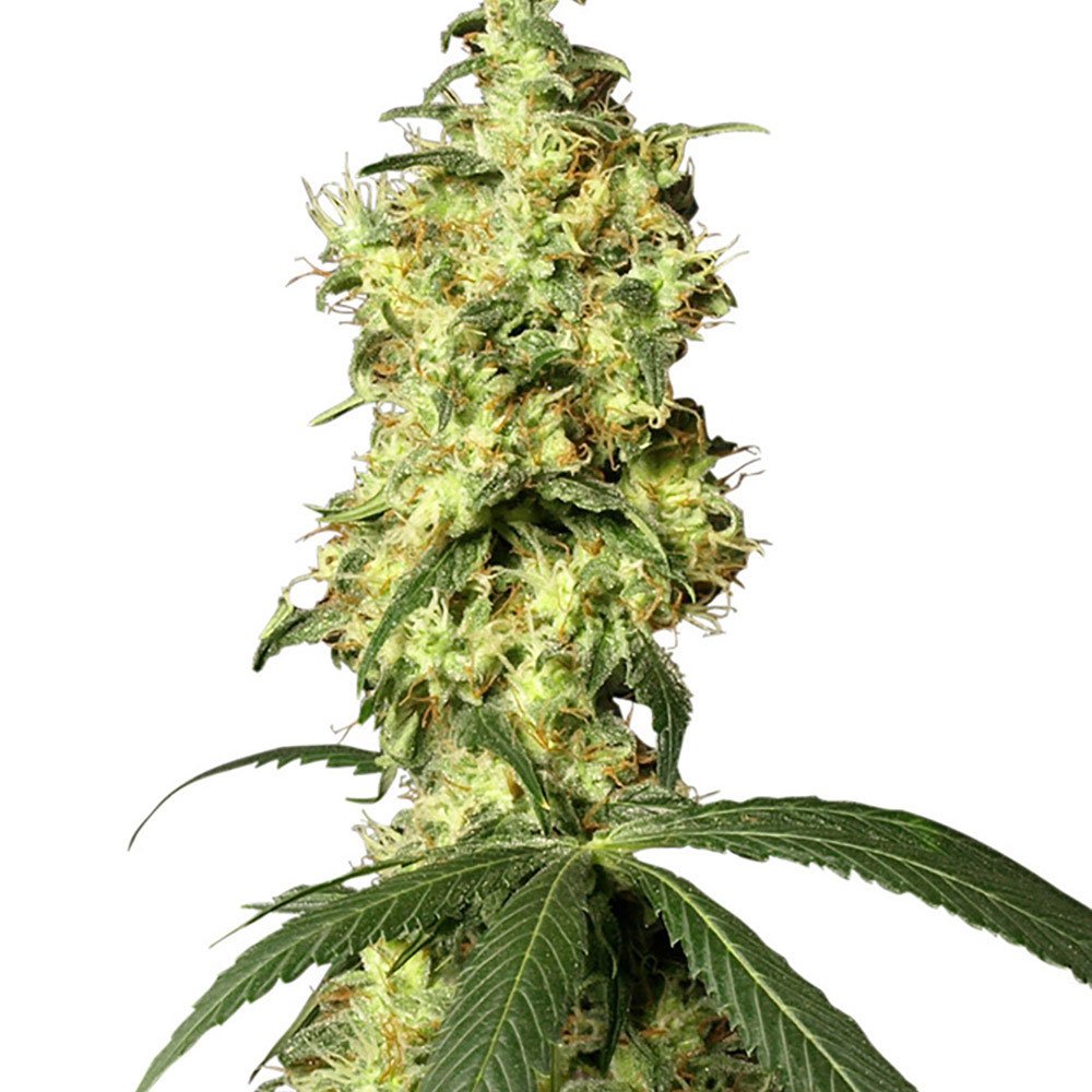 White Widow Feminized
