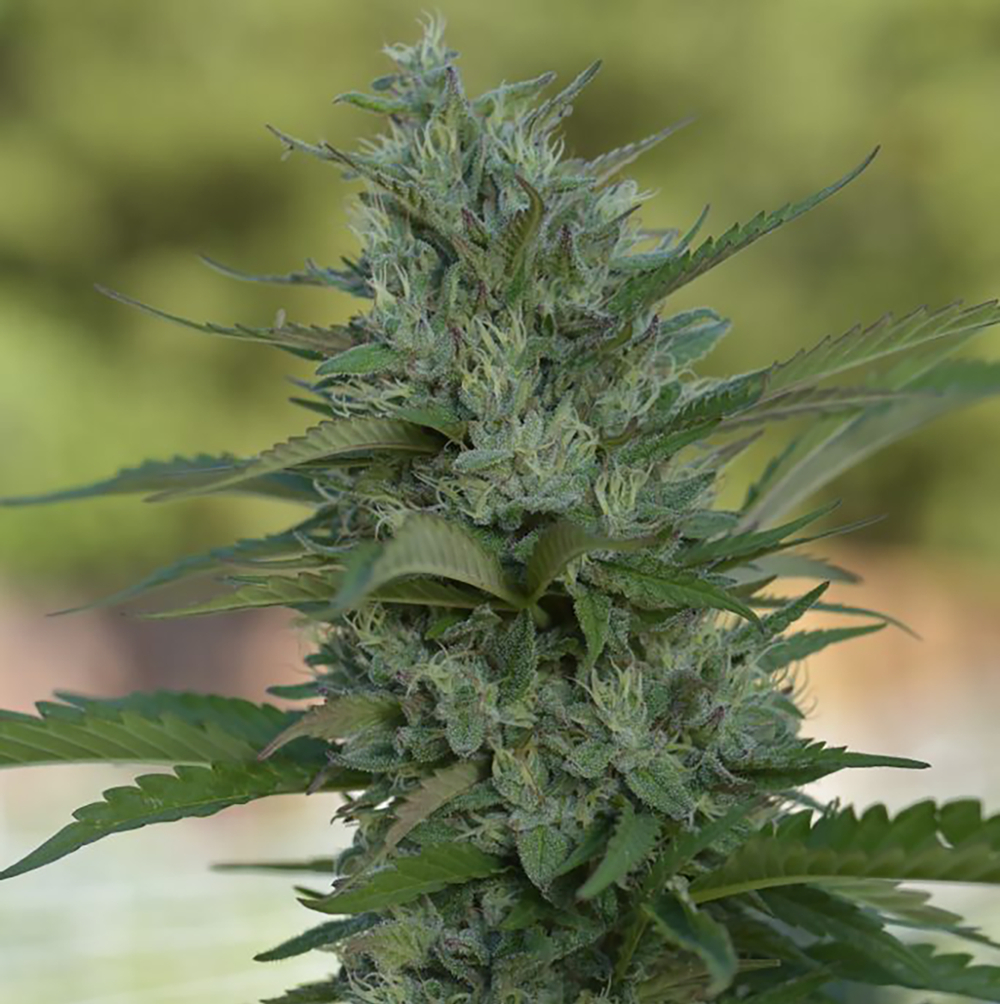 XJ-13 Feminized