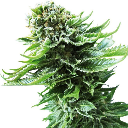 Super Silver Haze Feminized