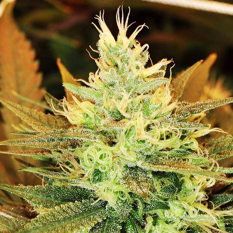 Golden Goat Feminized