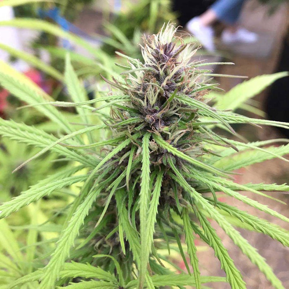 Panama Red Feminized