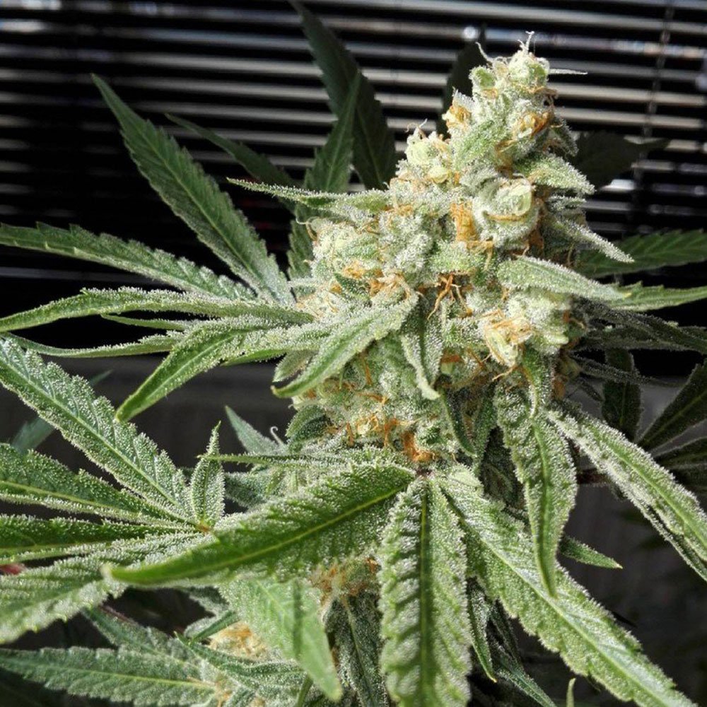 Pineapple Chunk Feminized