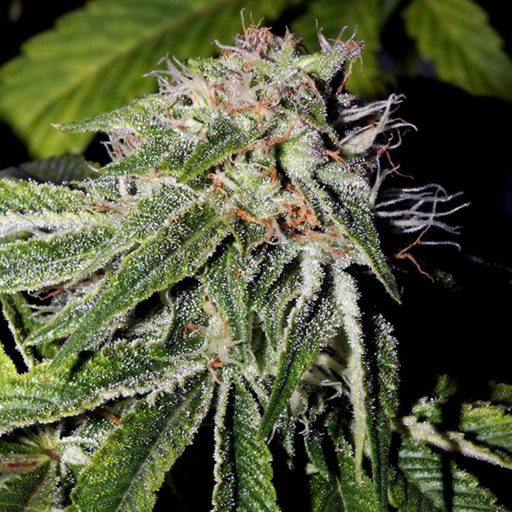 Pink Kush Feminized
