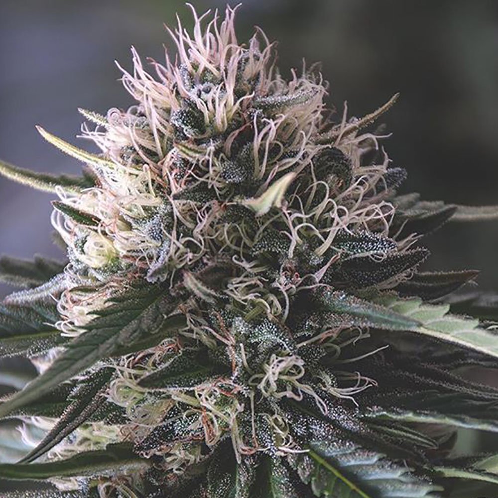 Presidential OG Feminized